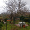 Potare albero di noce