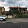 Sradicare magnolia alta 4 mt