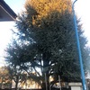 Potare O Tagliare Alberi