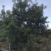 Potare O Tagliare Alberi