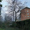 Potare O Tagliare Alberi