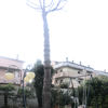 Potare O Tagliare Alberi