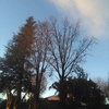 Potare O Tagliare Alberi