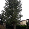 Potare O Tagliare Alberi