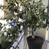 Potare O Tagliare Alberi