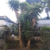 Abbattimento n4 piante di yucca