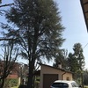 Potare O Tagliare Alberi
