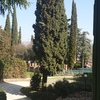 Potare O Tagliare Alberi