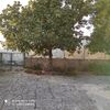 Potare O Tagliare Alberi