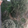 Potare O Tagliare Alberi