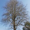 Potare O Tagliare Alberi