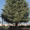 Potare O Tagliare Alberi