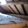 Pulizia Guano Piccioni