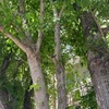 Potare O Tagliare Alberi