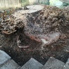 Potare O Tagliare Alberi