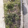 Pavimentare e Piastrellare