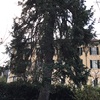 Potare O Tagliare Alberi
