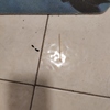 Derattizzazione
