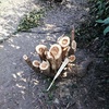 Potare O Tagliare Alberi