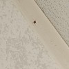 Disinfestazione da Insetti