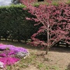 Potare O Tagliare Alberi