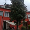 Potare O Tagliare Alberi