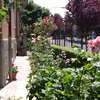 Manutenzione Giardino