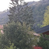 Potare O Tagliare Alberi