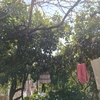 Manutenzione Giardino