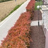 Potare O Tagliare Alberi