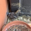 Pulizia Guano Piccioni