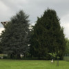 Potare O Tagliare Alberi