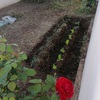 Piantare Giardino