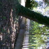 Potare O Tagliare Alberi