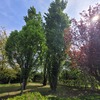 Potare O Tagliare Alberi