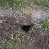 Manutenzione Giardino