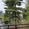 Potare O Tagliare Alberi