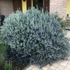 Manutenzione Giardino