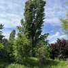 Potare O Tagliare Alberi