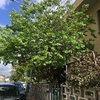 Potare O Tagliare Alberi