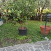 Piantare Giardino