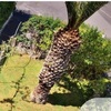 Potare O Tagliare Alberi