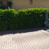 Potare O Tagliare Alberi