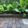 Pavimentare e Piastrellare