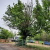 Smaltire Potatura