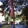 Potare O Tagliare Alberi