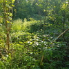 Pulire Terreno Agricolo