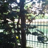 Potare O Tagliare Alberi