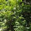 Potare O Tagliare Alberi