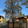 Manutenzione Giardino